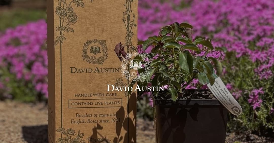 David Austin Roses case study